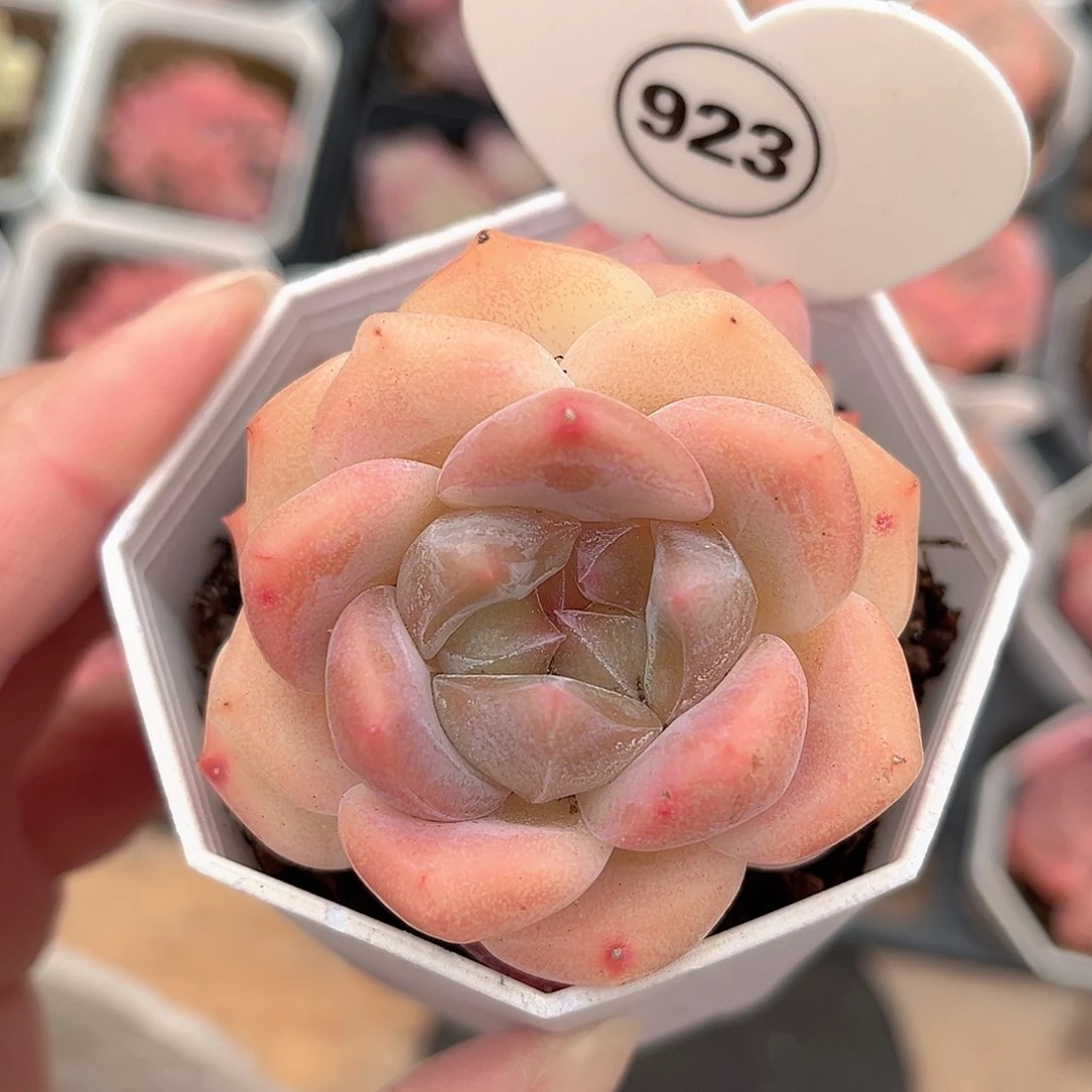923号小老桩糖心双头