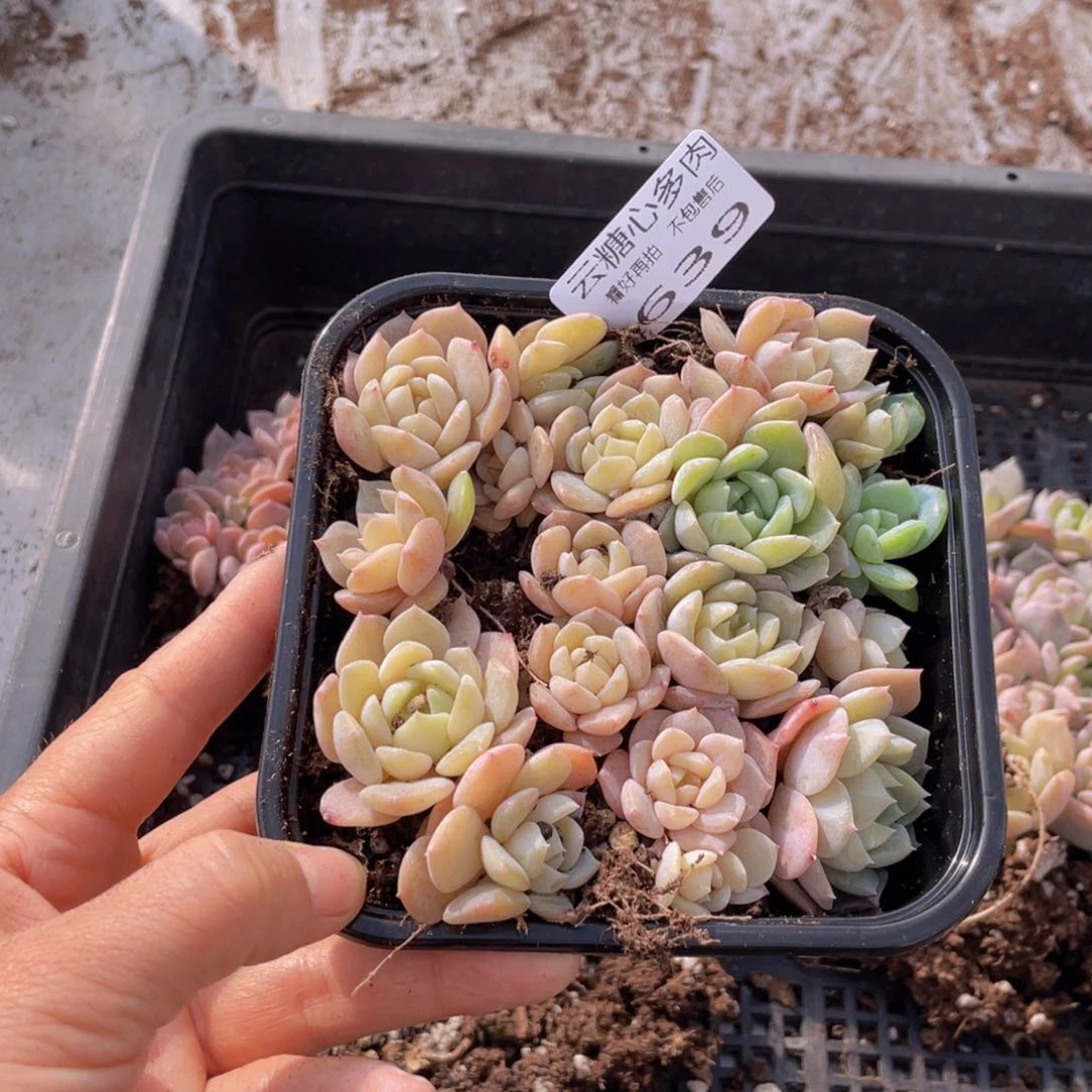 云糖心多肉植物639