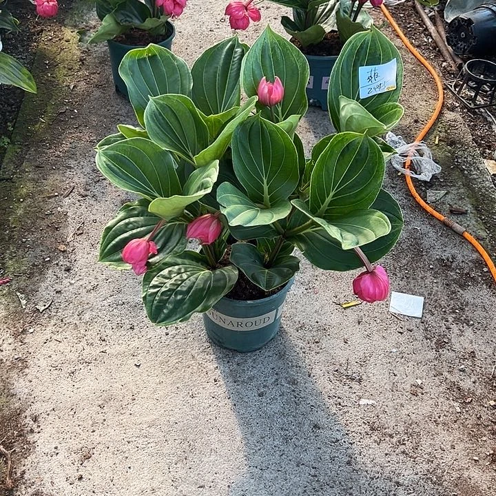 菲***少量花朵（建议范围：2朵-5朵 或40%以下）