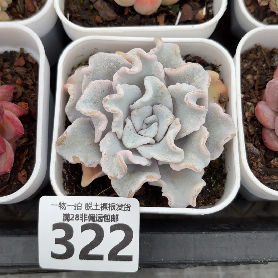 芭蕾舞者无盆土发货