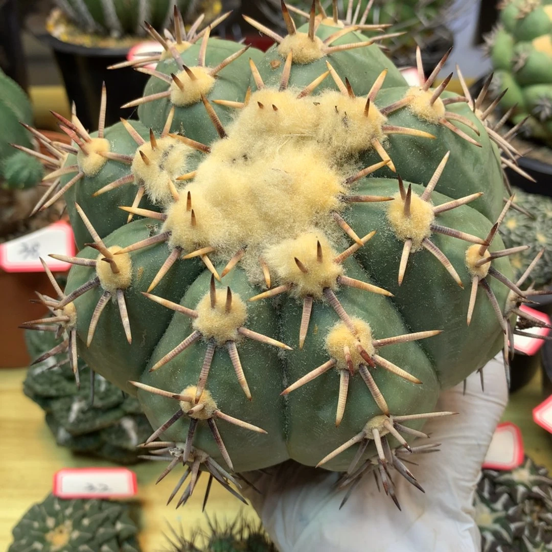 48号  出根 平丸 整体14公分