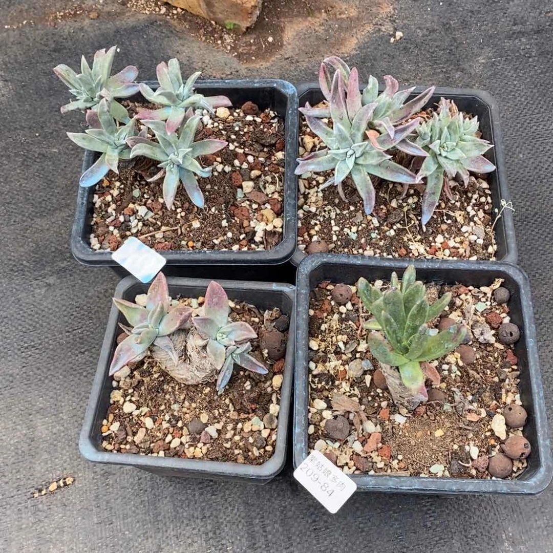 84号苹果叶四棵组合