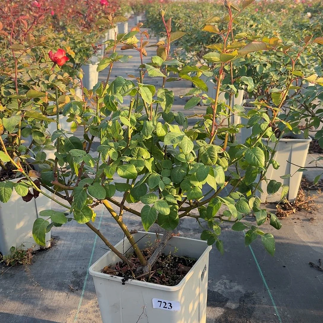 当前无花朵，栽培后可花朵723