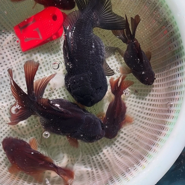 金鱼17号尺寸6-12区间