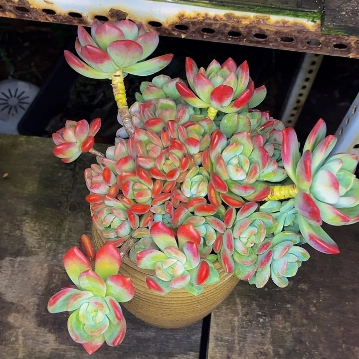 拉萨一物一拍35一颗