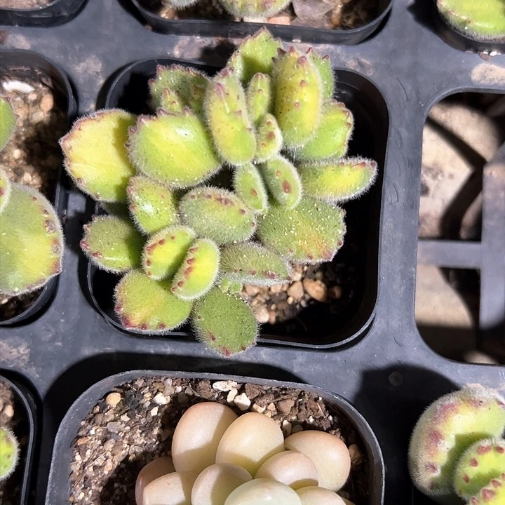 麦*320多肉植物组合都不容易