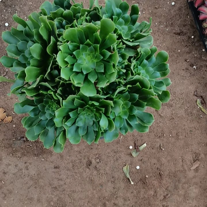 绿羊绒手捧多肉法师4-68