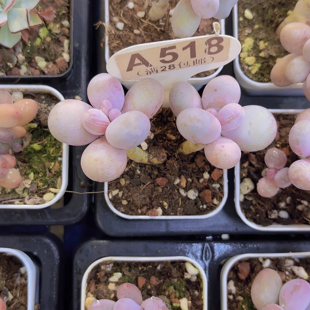 A518水光针奶酪一物语拍