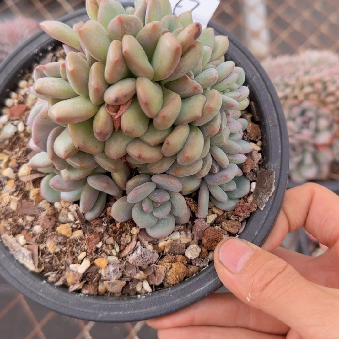 3***。13-57爱丽儿缀化多肉