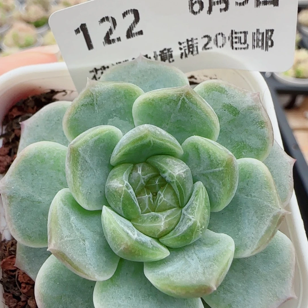 花语逸镜0603-122