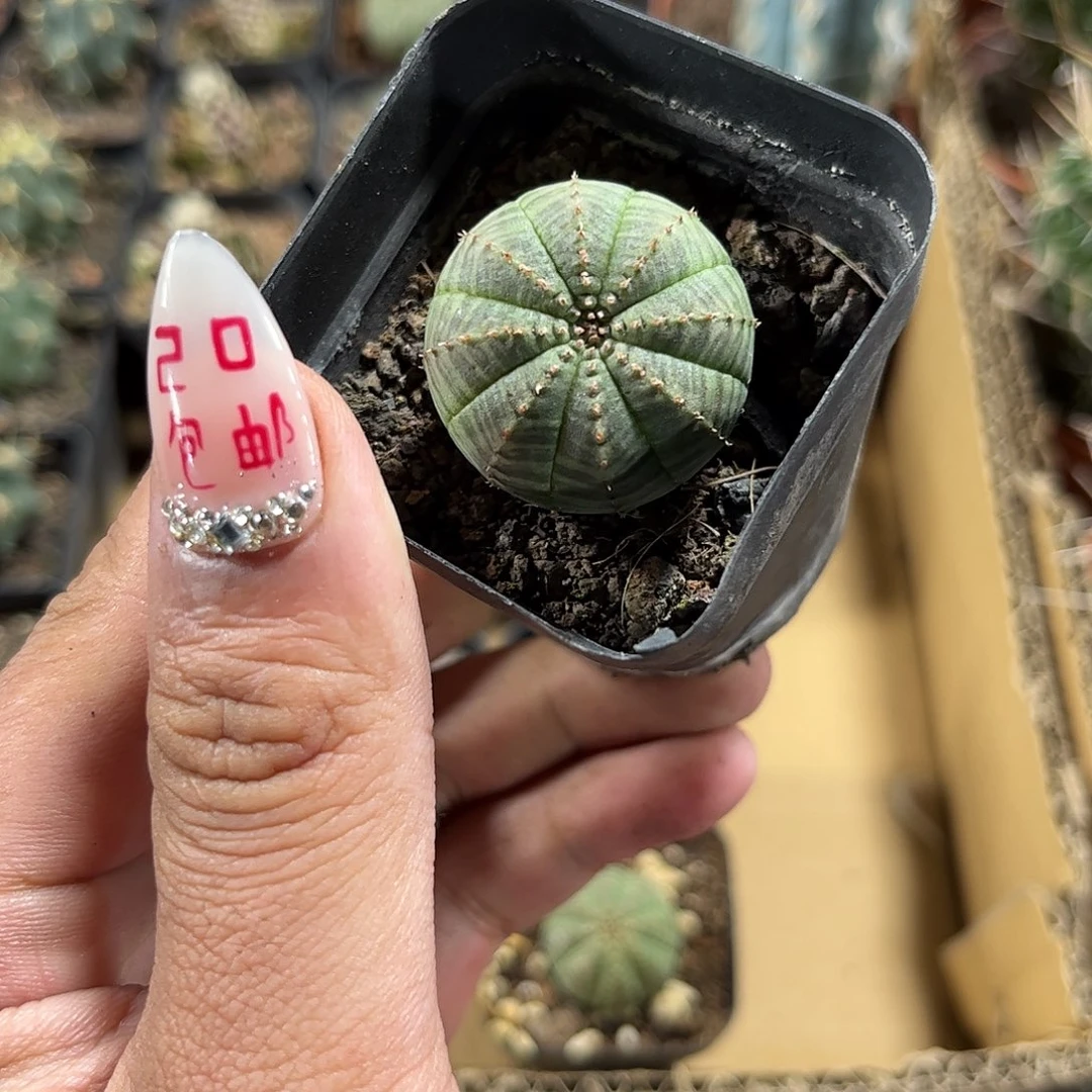 单头布纹球单头发货单头