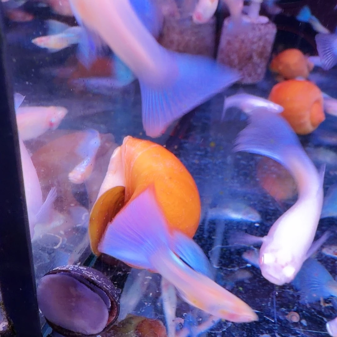 清道夫鱼黄金螺10只(6只送4只备损)