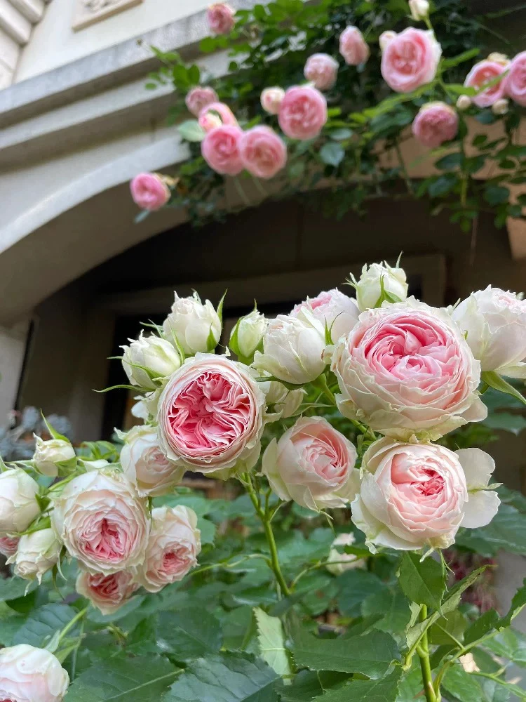 大花门廊绒球月季花盆栽欧月灌木勤花耐热阳台四季开花苗