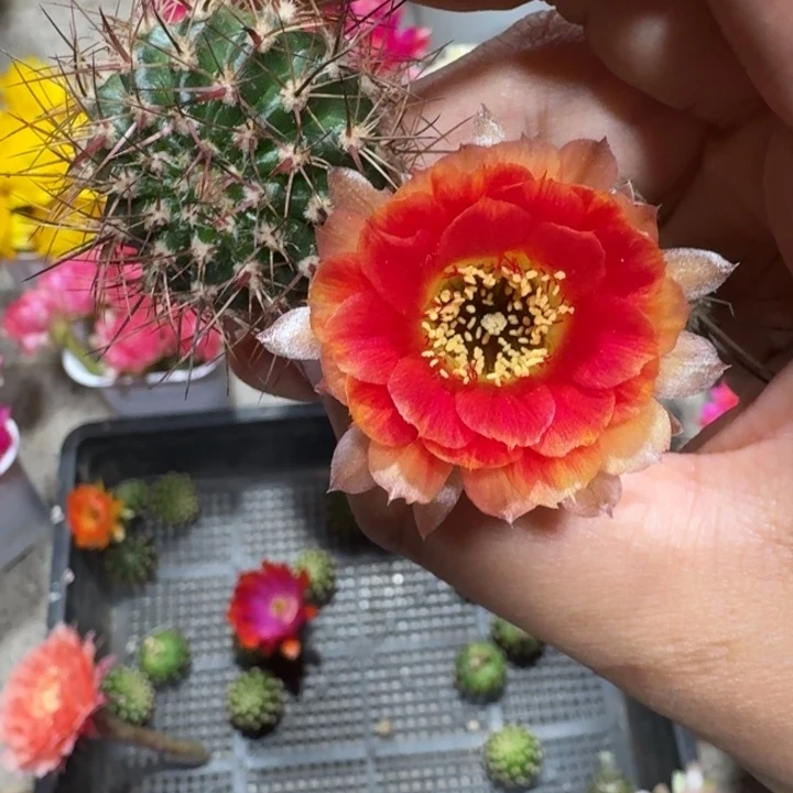 201丽花俏佳人歪3公分左右无根侧牙，20包邮