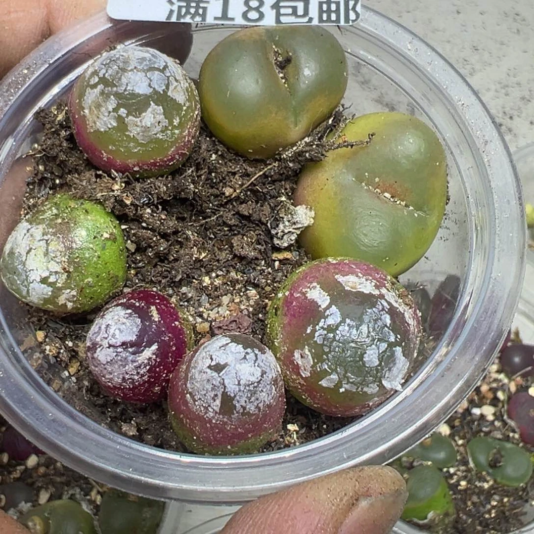 【闪购商品】 353。