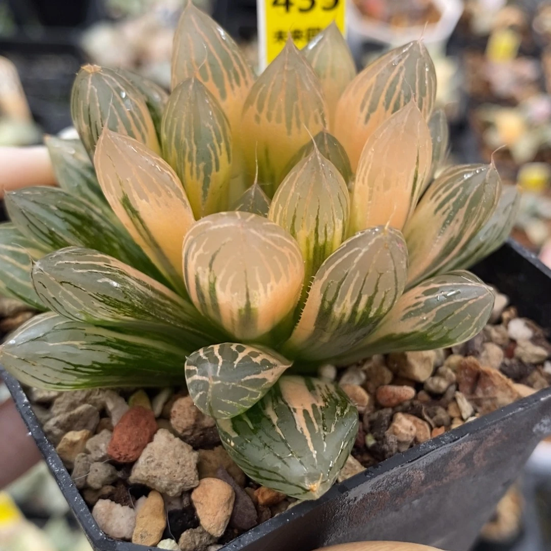 435湖斑胭脂玉露锦