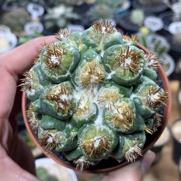 刺缀象牙1066号7cm