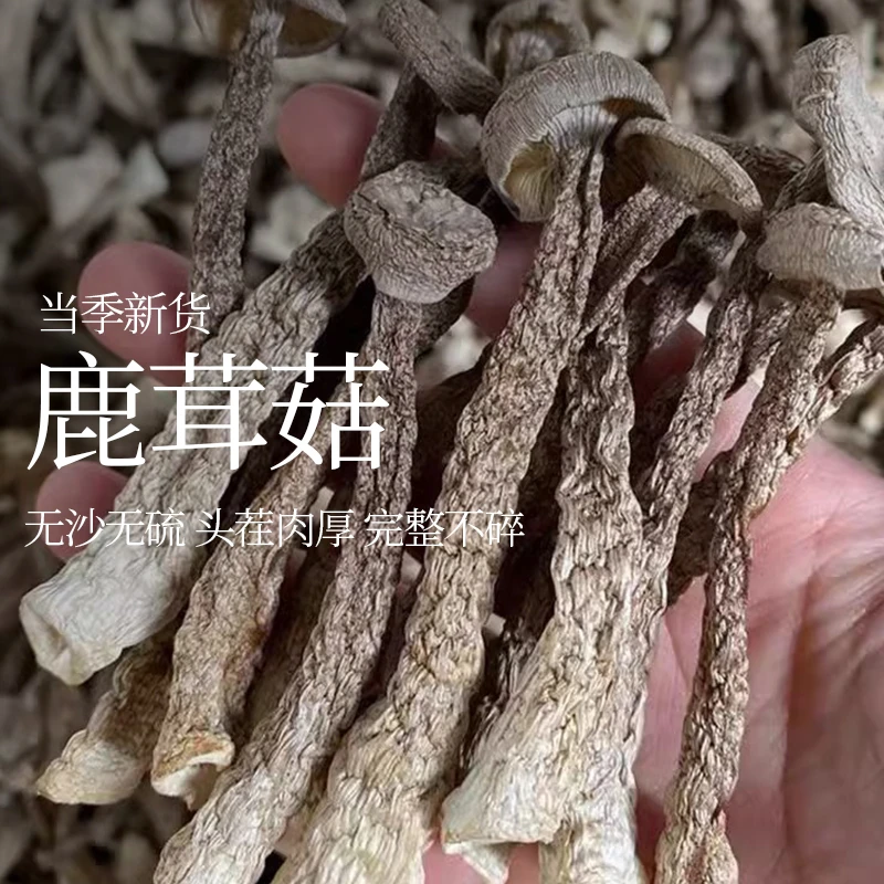 鹿茸菇干货1斤2斤3斤特级新货鹿茸菌食用无硫菌煲汤食材产地直销