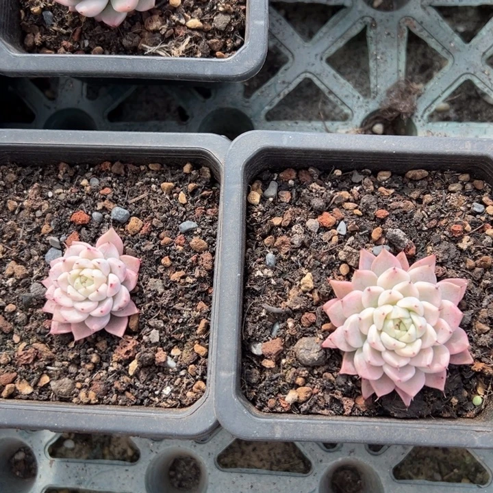 三***牛妲己锦一物一拍锦龙