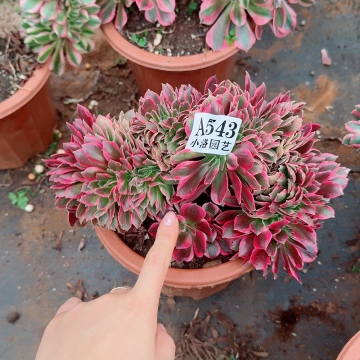 543 粉女郎缀化多肉植物