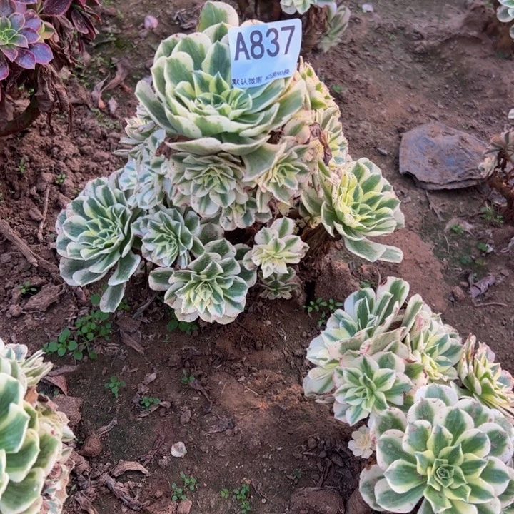 迈巴赫多肉植物837.