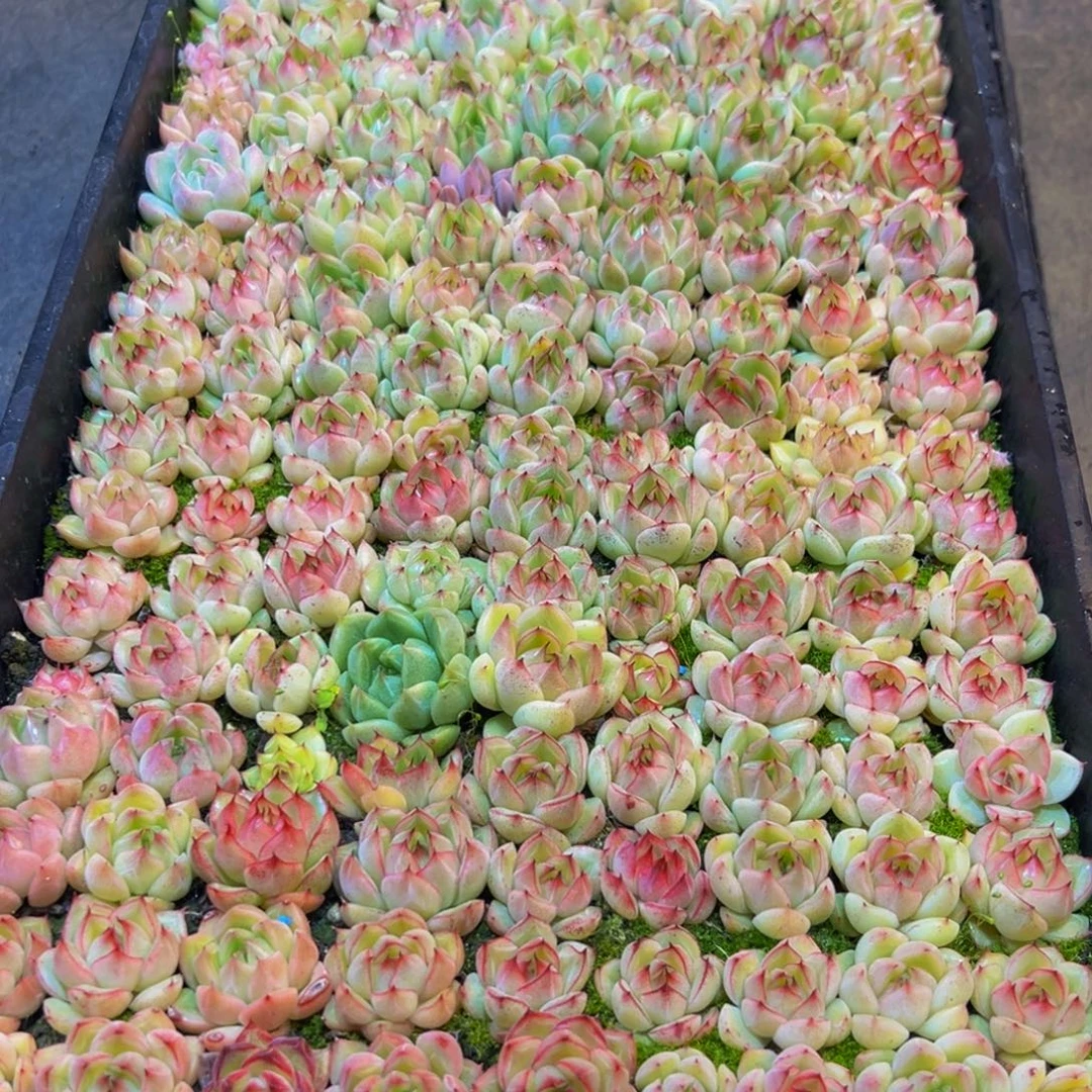 愿***好934多肉的小龙虾和一个小龙虾的味道