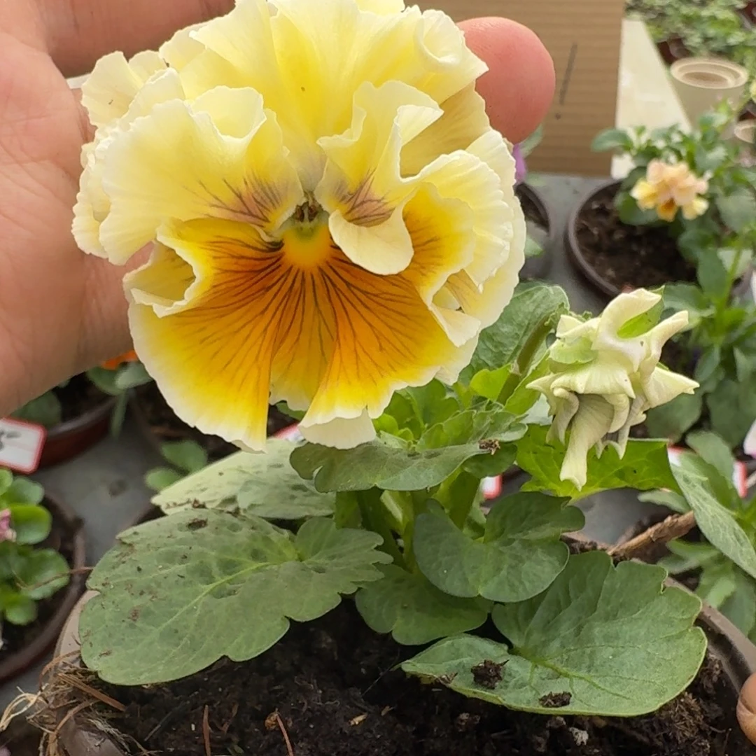 大部分花苞少量开放61