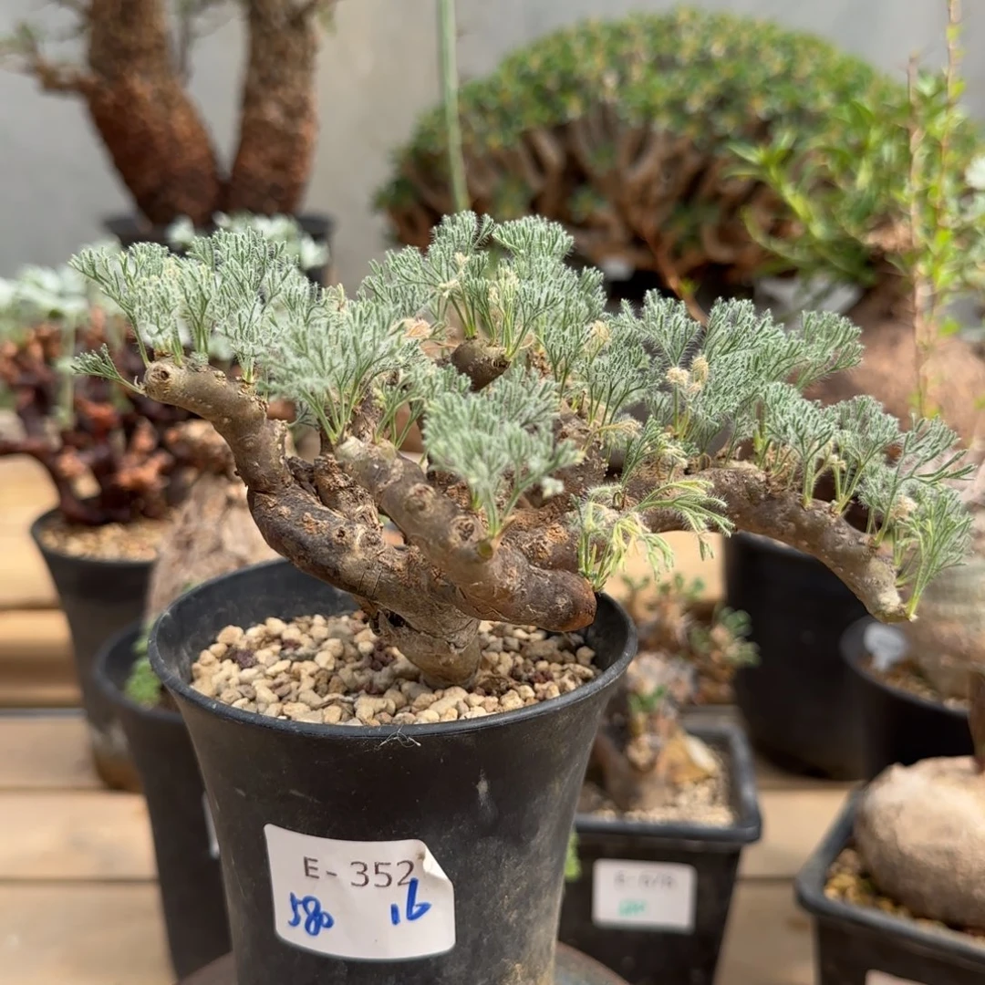 352黑皮月界块根植物