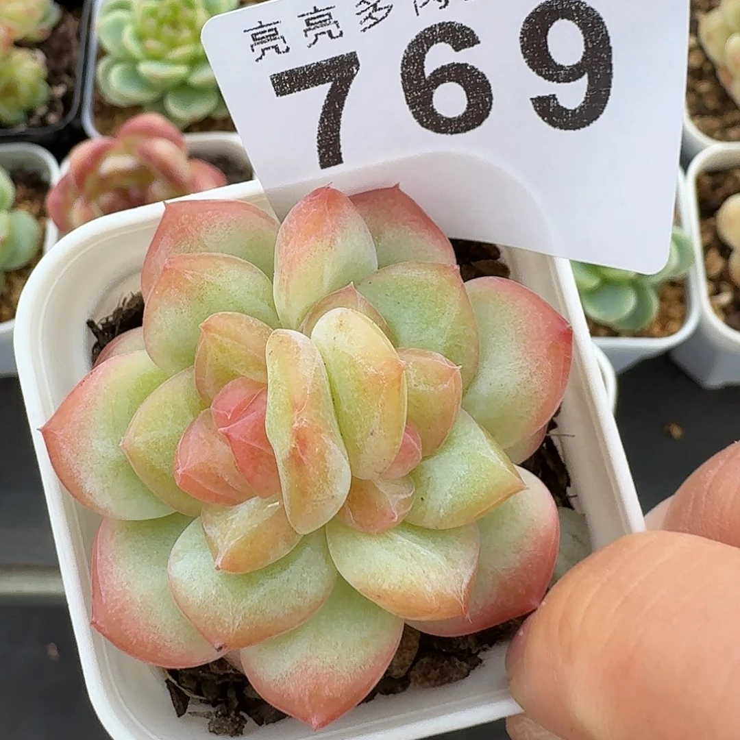 珍妮双心            精美多肉植物