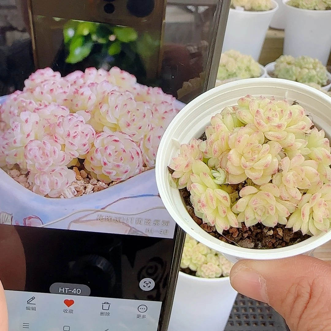 1115-70（ht-40）优选