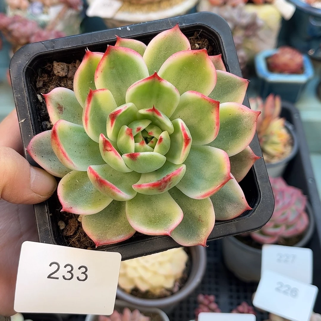 233单头桃花锦多肉