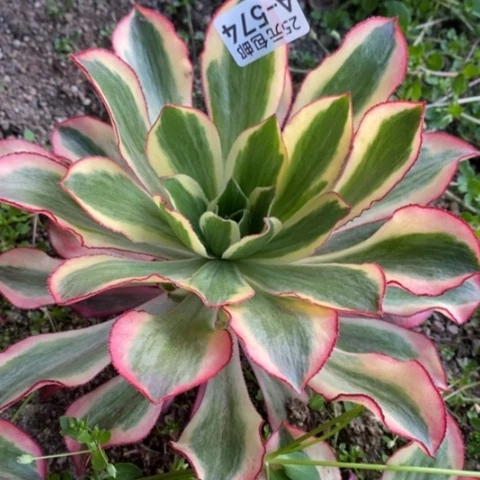 574魅影满25包邮多肉