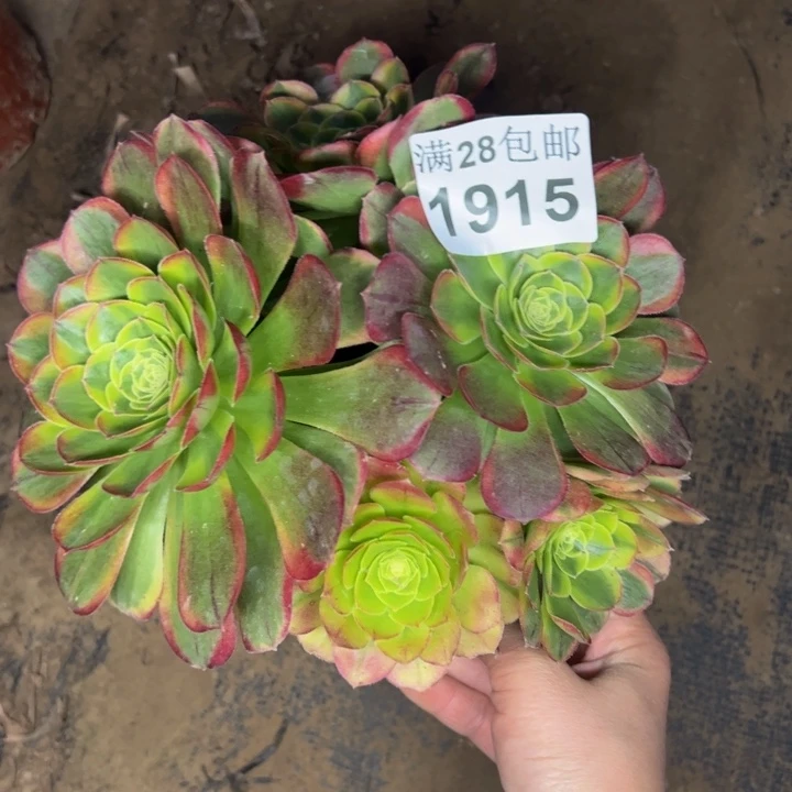 1915奶白多肉植物