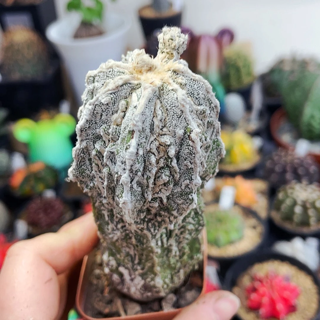 蓝**业非偏远地区满25包邮仙人球