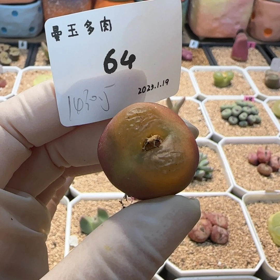王***木多肉多肉多肉1.19-064
