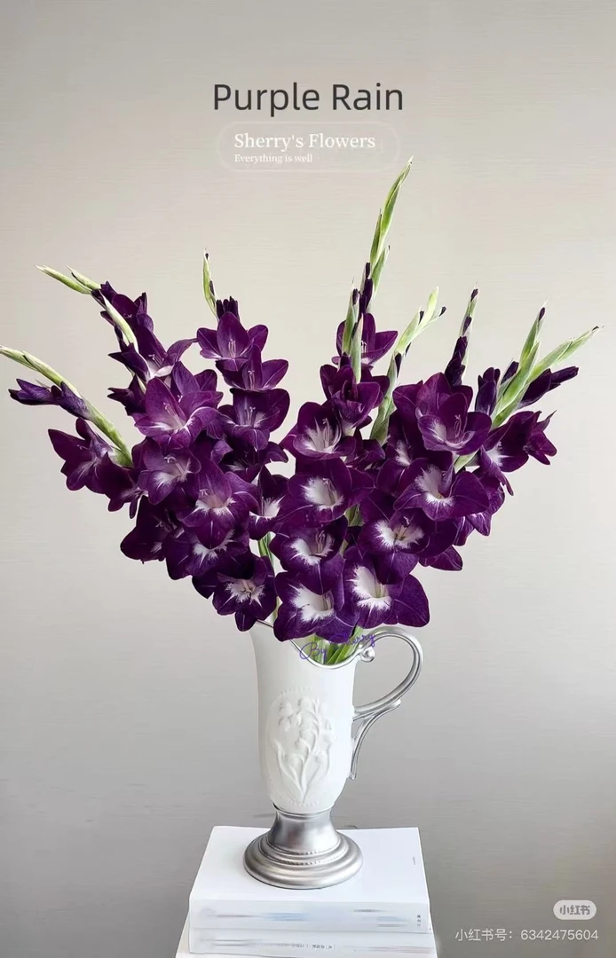 紫雨黑蝴蝶剑兰A级水培鲜花云南基地直发