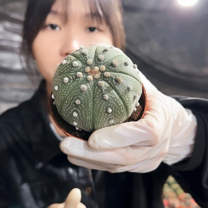 实生星兜1111111111