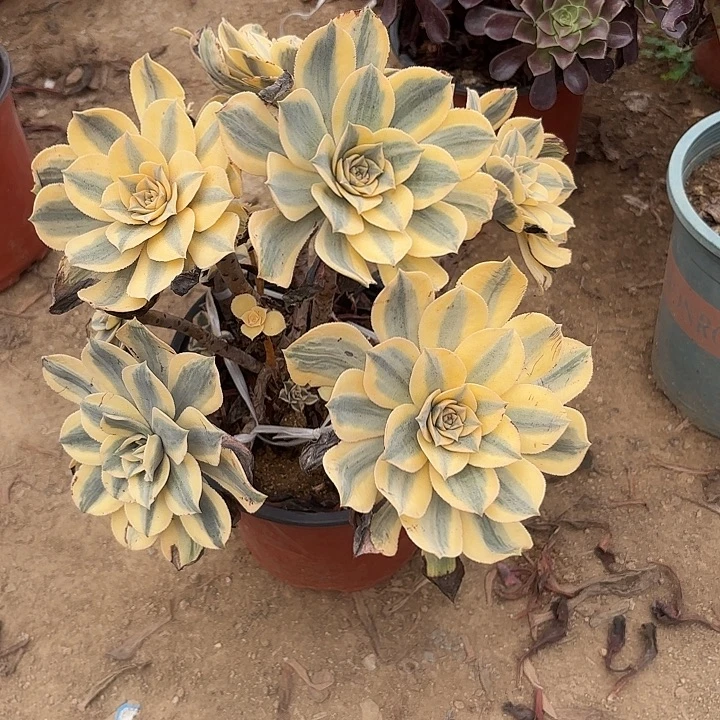 耳***肠多肉植物法师灿烂42