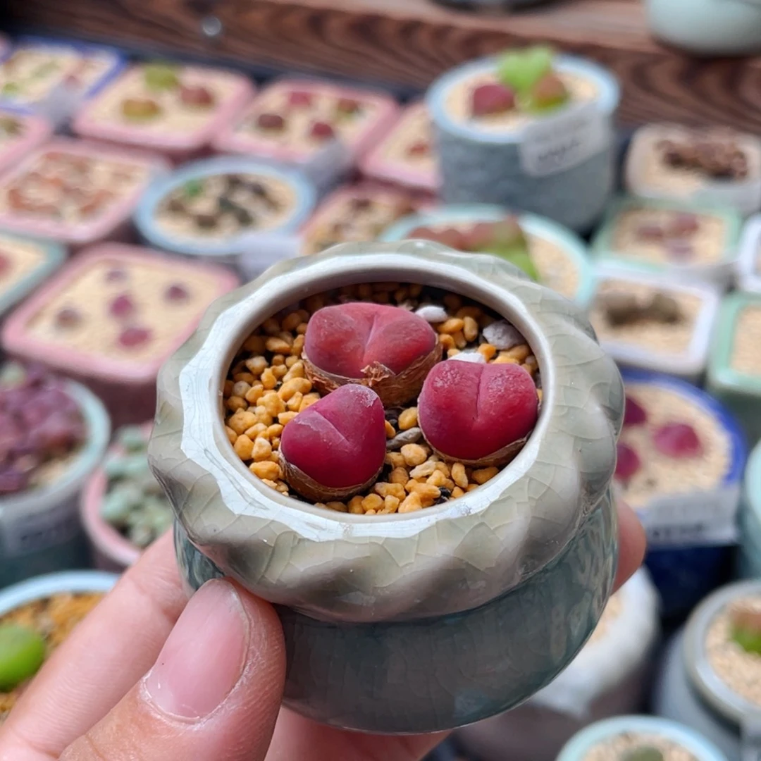 无花朵0236 /一物一拍 带盆 水蜜桃