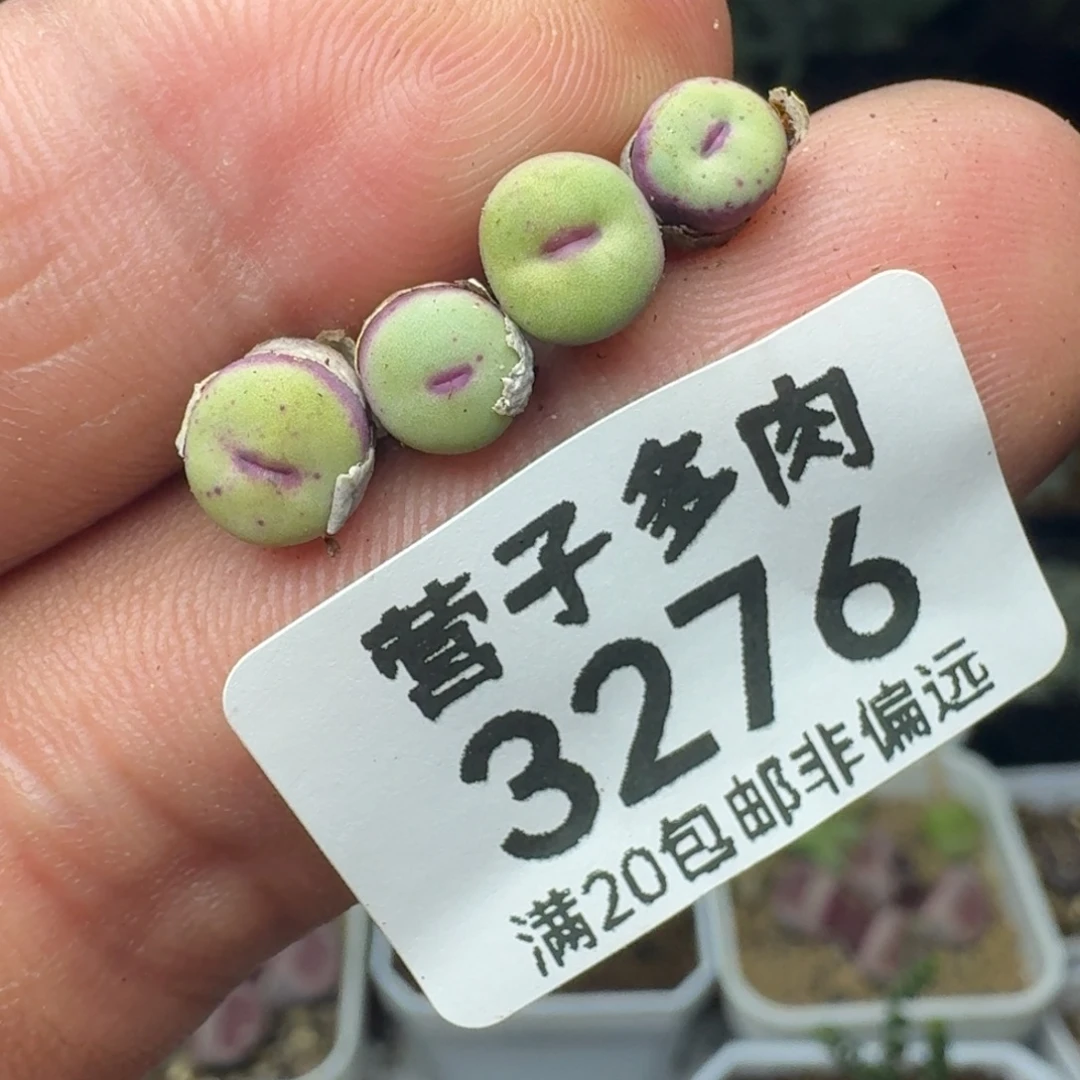 1380b小红嘴