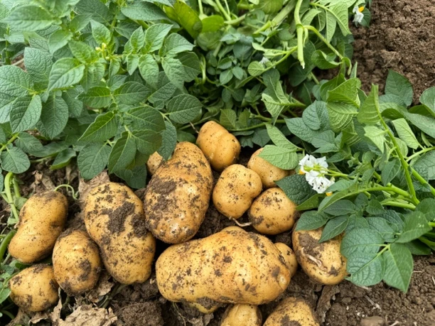 恩施马尔科洋芋土豆五斤链接