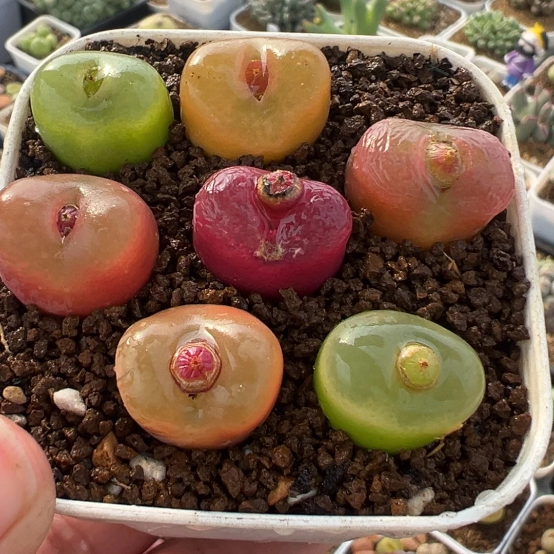 985多肉植物种类和