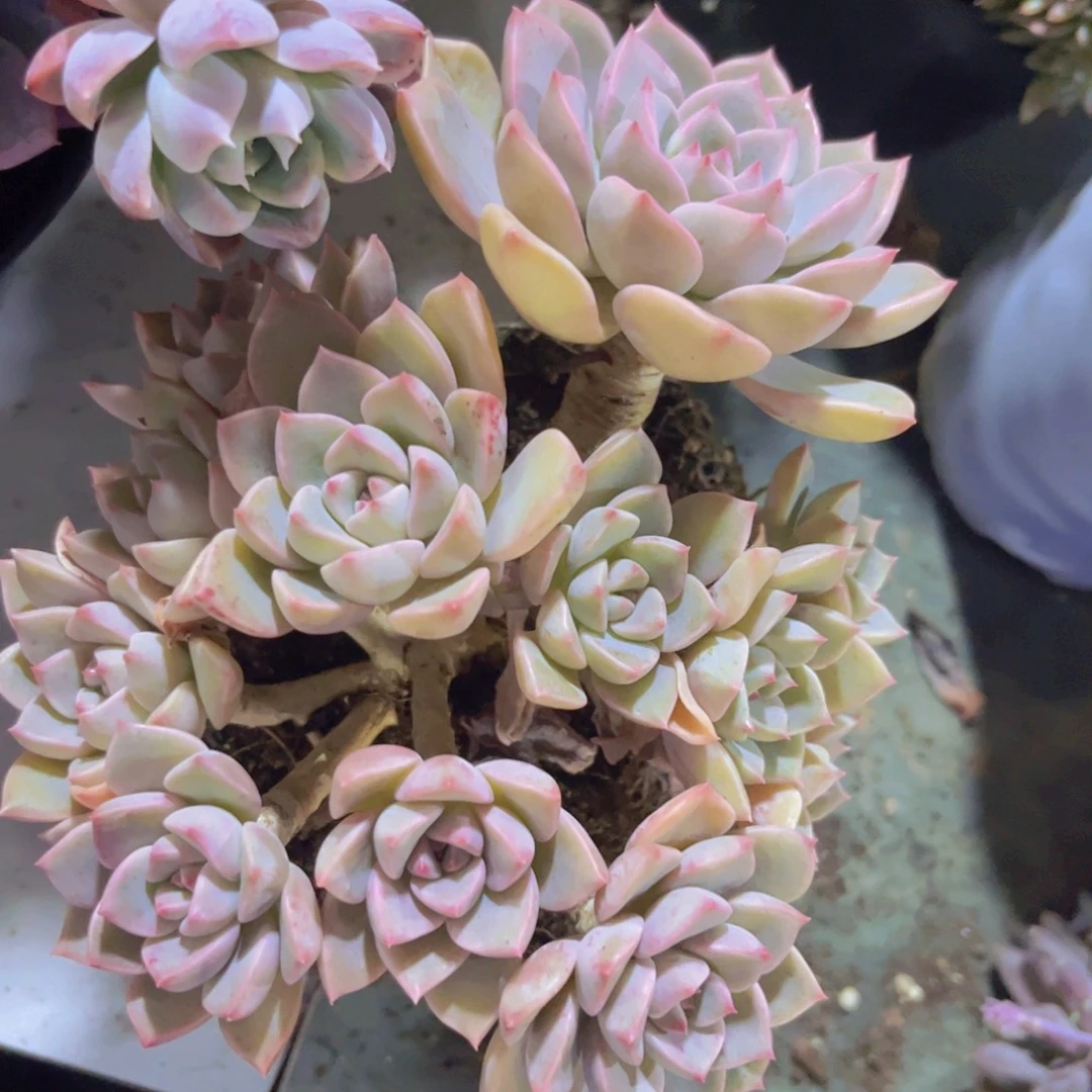 红粉佳人带朵朵01293多肉植物