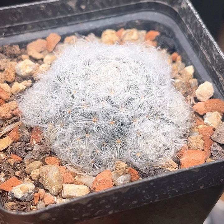 控养白星群一颗一颗
