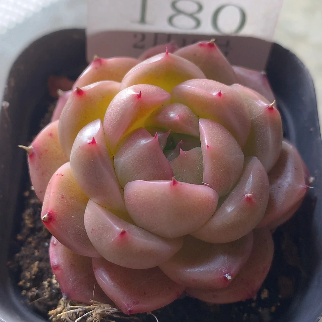 【闪购商品】云180号