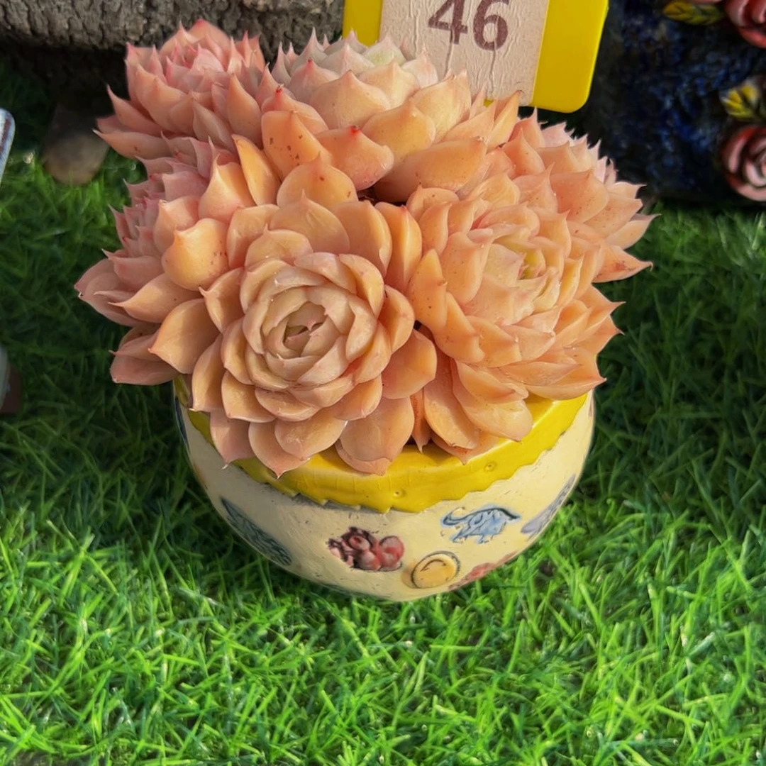 安**身昂斯诺小老桩带盆46号