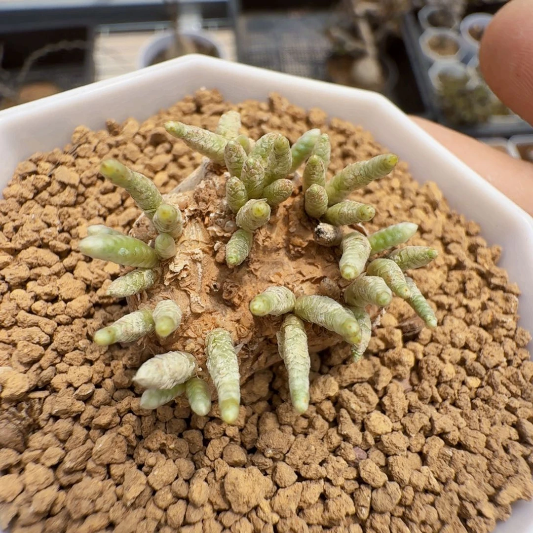 红花韧锦带盆发货