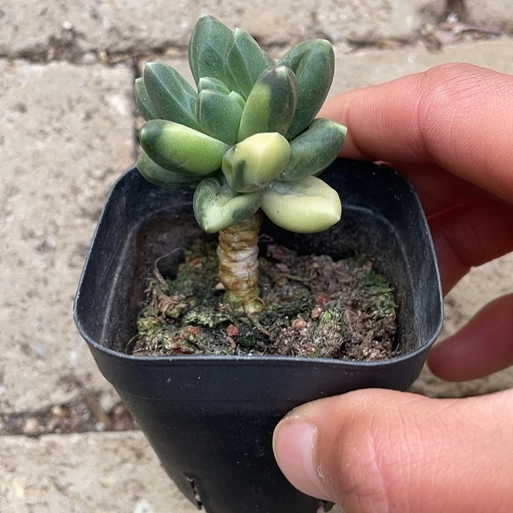 千代田锦一物一拍