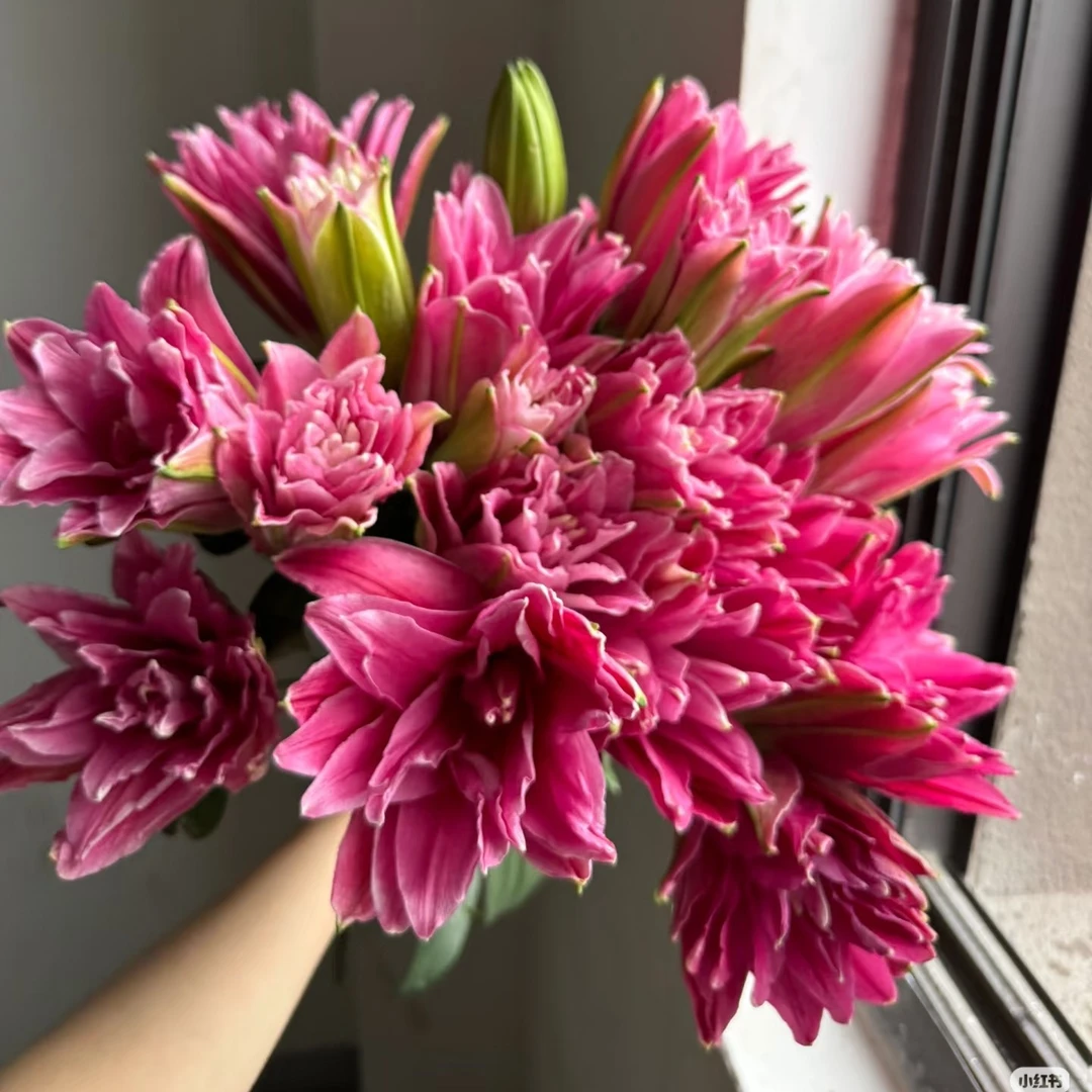 (深粉)重瓣香水百合东北基地直发鲜切花唯美浪漫 顺丰包邮