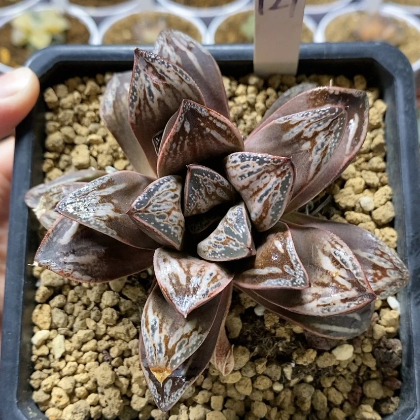 【闪购商品】127印加玫瑰母本